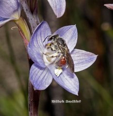 Lasioglossum melbournense