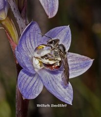 Lasioglossum melbournense