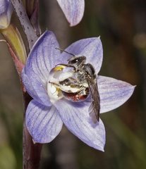 Lasioglossum melbournense