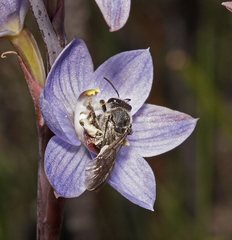 Lasioglossum melbournense
