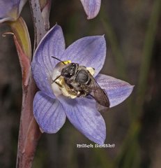 Lasioglossum melbournense