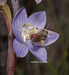 Lasioglossum melbournense