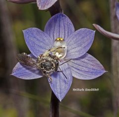 Lasioglossum melbournense