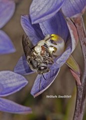 Lasioglossum melbournense