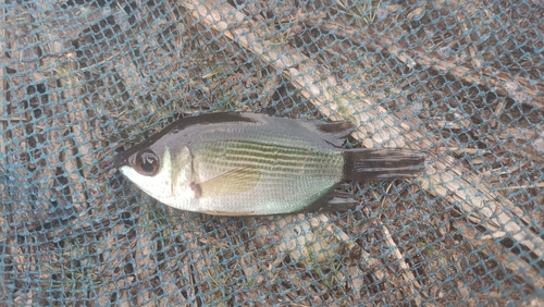 Helostoma temminckii