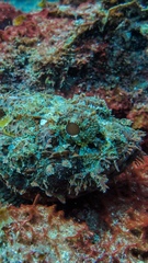 Scorpaena mystes