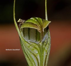 Pterostylis striata