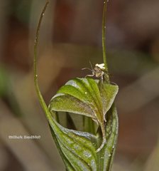 Pterostylis striata