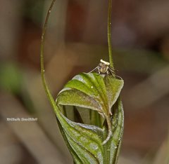 Pterostylis striata