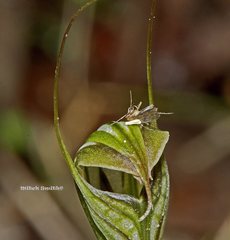 Pterostylis striata