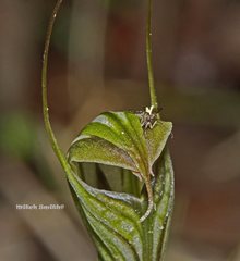 Pterostylis striata