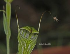 Pterostylis striata