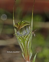 Pterostylis striata