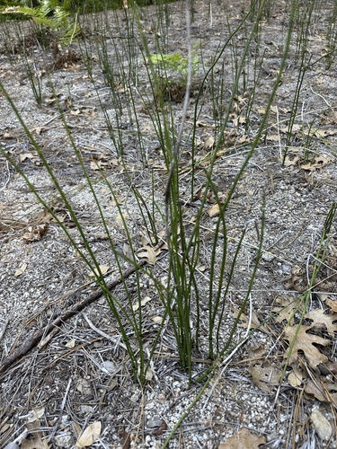 iNaturalist observation photo of smooth horsetail