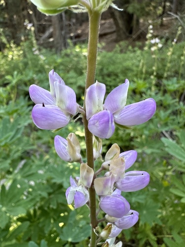 iNaturalist observation photo of Broadleaf Lupine