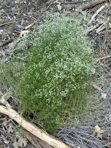 iNaturalist observation photo of Narrow-leaved Bedstraw