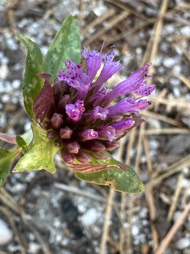 iNaturalist observation photo of Brewer's Monardella