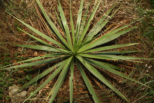 Image of Yucca constricta by (c) Reid Hardin, some rights reserved (CC BY)