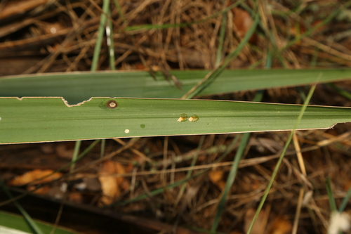 Image of Yucca constricta by (c) Reid Hardin, some rights reserved (CC BY)