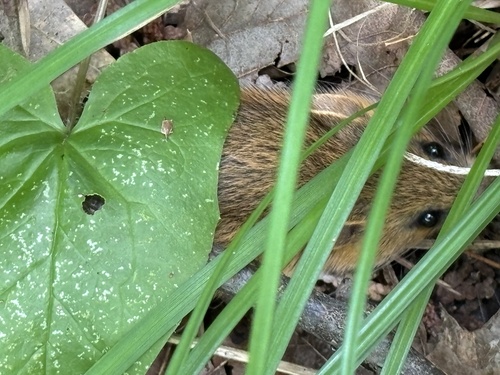 Woodland Jumping Mouse