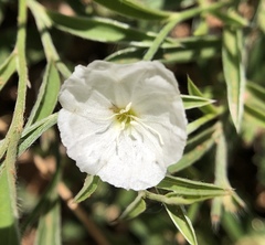 Evolvulus sericeus