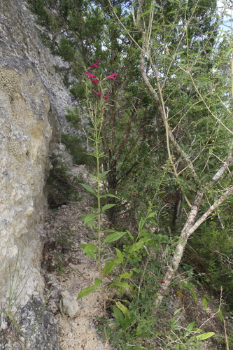 Image of Salvia pentstemonoides by (c) Reid Hardin, some rights reserved (CC BY)