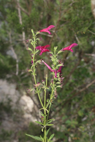 Image of Salvia pentstemonoides by (c) Reid Hardin, some rights reserved (CC BY)