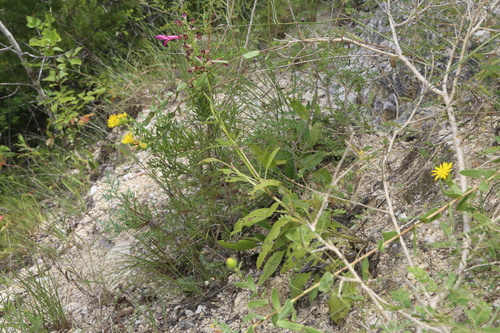 Image of Salvia pentstemonoides by (c) Reid Hardin, some rights reserved (CC BY)