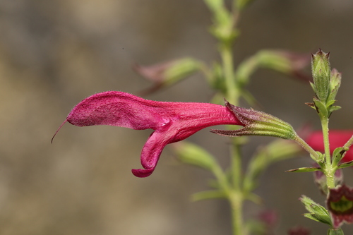 Image of Salvia pentstemonoides by (c) Reid Hardin, some rights reserved (CC BY)
