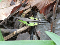 Xiphiola cyanoptera