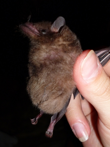 Tailed Tailless Bat
