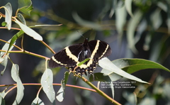 Papilio garamas garamas