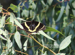 Papilio garamas garamas