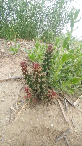 Cane Cholla