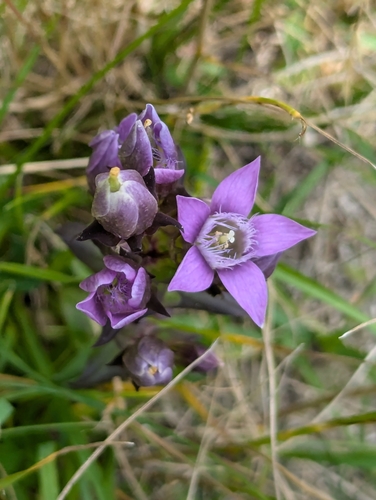 Image of Gentianella germanica by no rights reserved