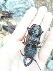 Mallodon chevrolatii