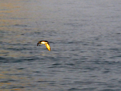 Pelecanoides garnotii