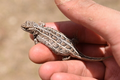 Sceloporus samcolemani
