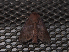 Griseothosea fasciata