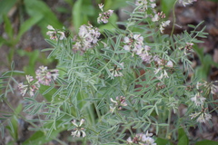 Astragalus australis