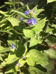 Pentaglottis sempervirens