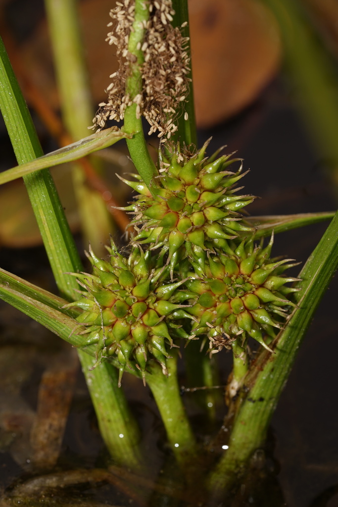 Bere Reeds bur-reeds from Klamath County, US-OR, US on July 14, 2024 at 03:19 PM ...
