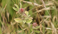 Trifolium striatum