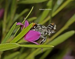 Megachile chrysopyga