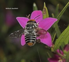 Megachile chrysopyga