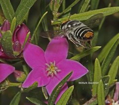Megachile chrysopyga