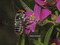 Megachile chrysopyga