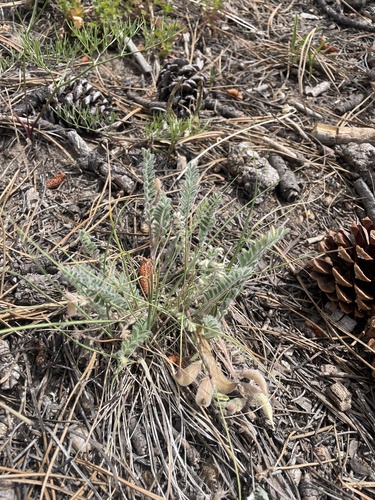 Image of Astragalus parryi by (c) Stephen Hornbeck, some rights reserved (CC BY)