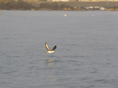 Pelecanoides garnotii