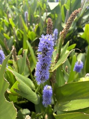 Pontederia cordata